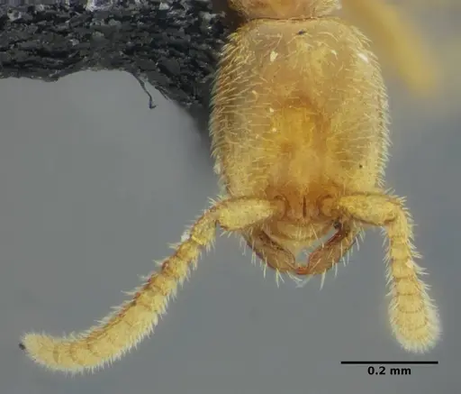 Leptanilloides anae - UFV-LABECOL-003543