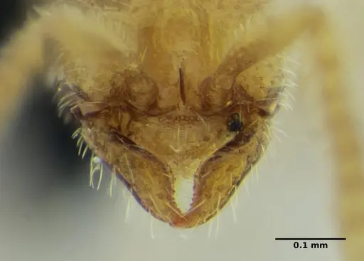 Leptanilloides anae - UFV-LABECOL-003543