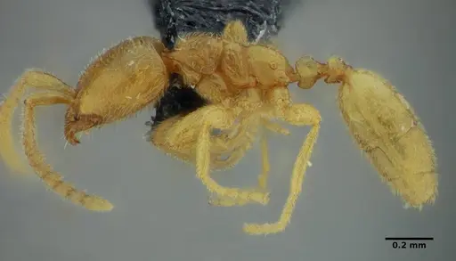 Leptanilloides anae - UFV-LABECOL-003543