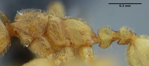 Leptanilloides anae - UFV-LABECOL-003543