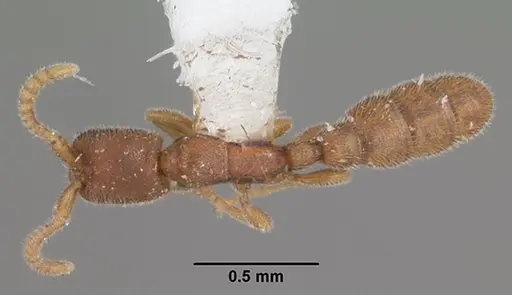 Leptanilloides caracola specimen