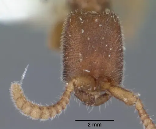 Leptanilloides caracola specimen