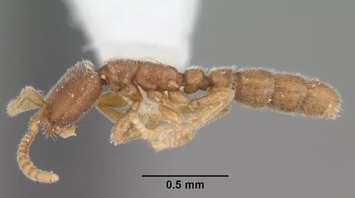 Leptanilloides caracola specimen