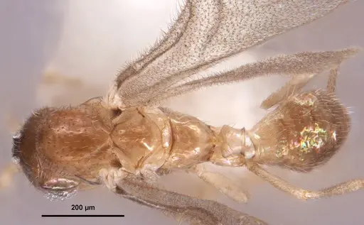 Leptanilloides chihuahuaensis specimen