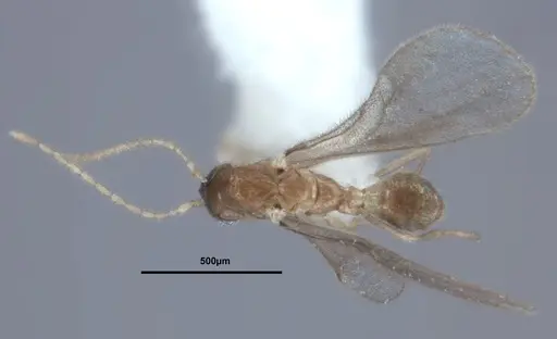 Leptanilloides chihuahuaensis specimen