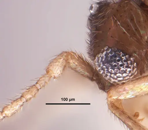 Leptanilloides chihuahuaensis - MEM207971