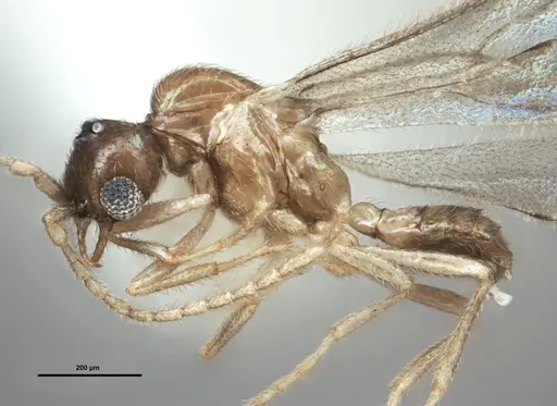 Leptanilloides chihuahuaensis - MEM207971