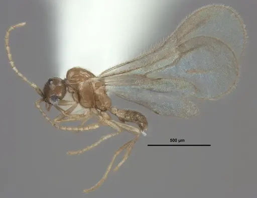 Leptanilloides chihuahuaensis - MEM207971
