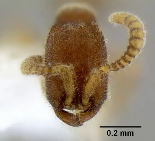 Leptanilloides erinys specimen