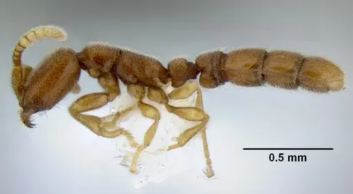 Leptanilloides erinys specimen