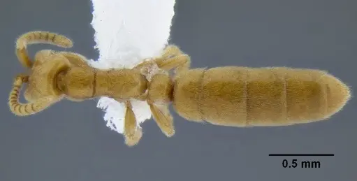 Leptanilloides erinys - CASENT0234616