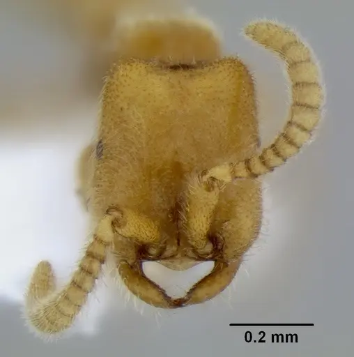 Leptanilloides erinys - CASENT0234616