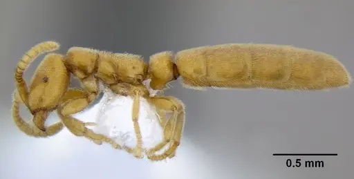 Leptanilloides erinys - CASENT0234616