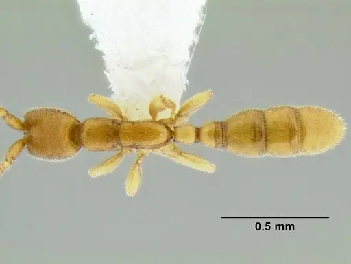 Leptanilloides femoralis specimen