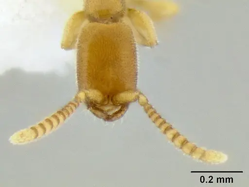 Leptanilloides femoralis specimen