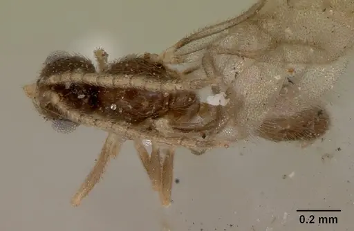 Leptanilloides golbachi specimen