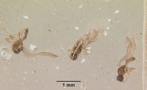 Leptanilloides golbachi specimen