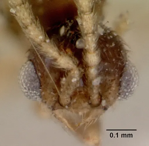 Leptanilloides golbachi specimen