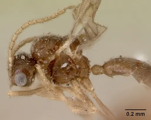 Leptanilloides golbachi - CASENT0172251