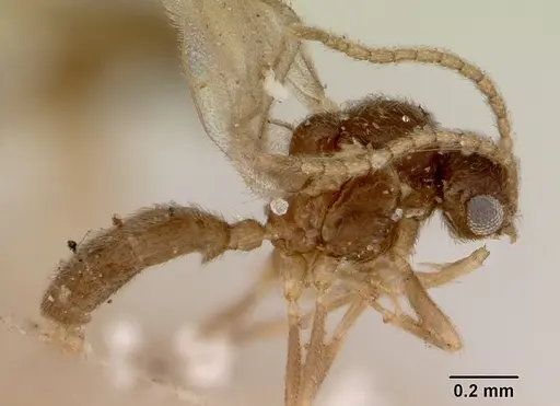 Leptanilloides golbachi - CASENT0172251