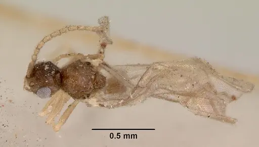 Leptanilloides golbachi - CASENT0172252