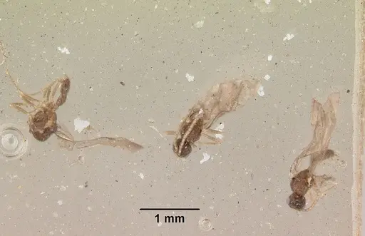 Leptanilloides golbachi - CASENT0172252