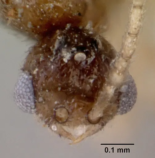 Leptanilloides golbachi - CASENT0172252