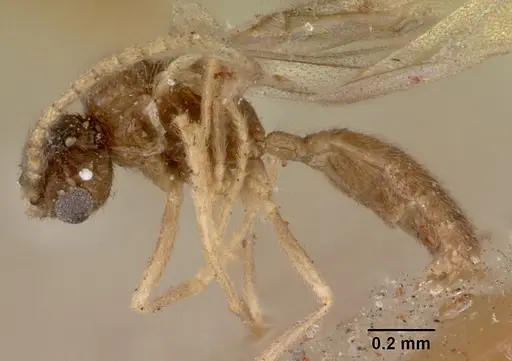 Leptanilloides golbachi - CASENT0172252