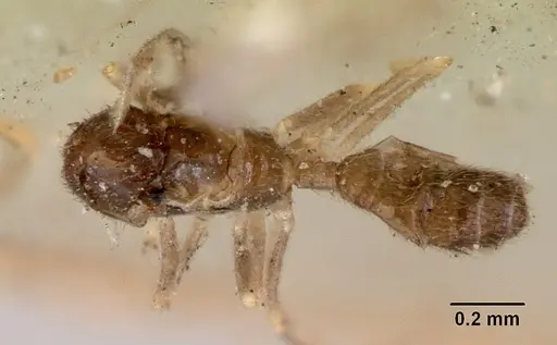 Leptanilloides golbachi - CASENT0172253