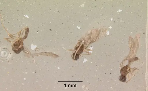 Leptanilloides golbachi - CASENT0172253