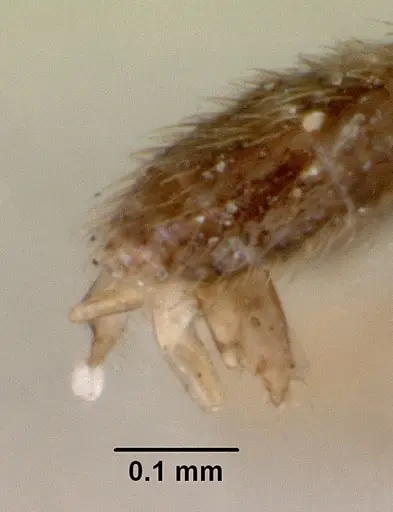 Leptanilloides golbachi - CASENT0172253