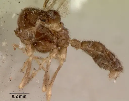 Leptanilloides golbachi - CASENT0172253