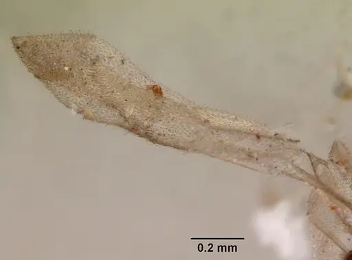 Leptanilloides golbachi - CASENT0172253