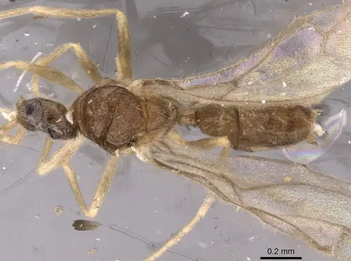 Leptanilloides golbachi - CASENT0907586