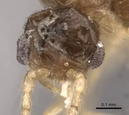 Leptanilloides golbachi - CASENT0907586