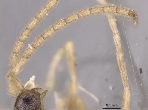 Leptanilloides golbachi - CASENT0907586