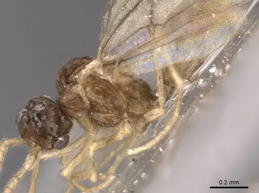 Leptanilloides golbachi - CASENT0907586