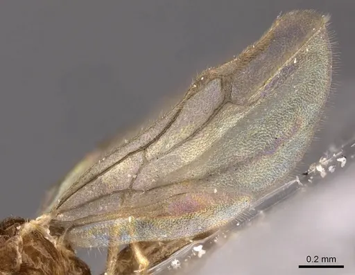 Leptanilloides golbachi - CASENT0907586