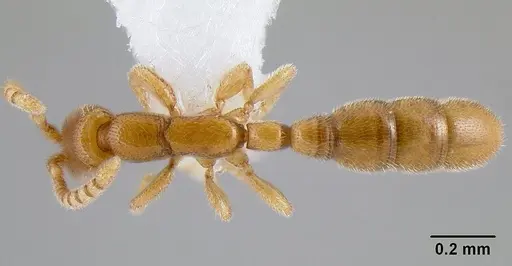 Leptanilloides gracilis specimen