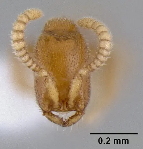 Leptanilloides gracilis specimen