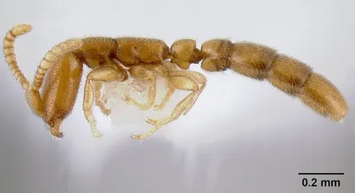 Leptanilloides gracilis specimen