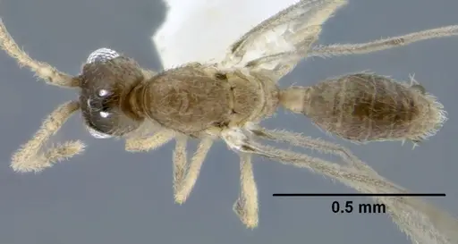 Leptanilloides gracilis - CASENT0234558