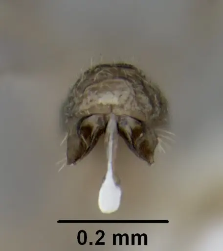 Leptanilloides gracilis - CASENT0234558