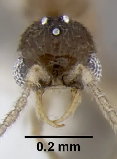 Leptanilloides gracilis - CASENT0234558