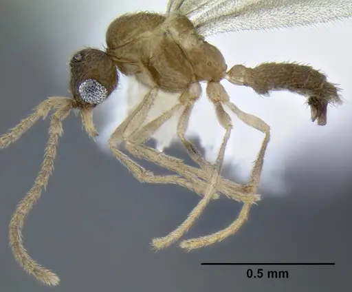 Leptanilloides gracilis - CASENT0234561