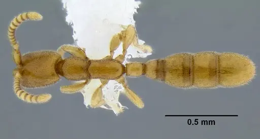 Leptanilloides gracilis - CASENT0234574