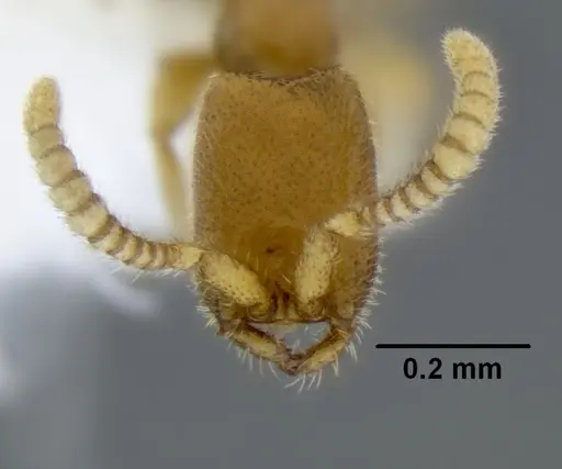 Leptanilloides gracilis - CASENT0234574