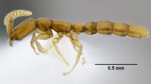 Leptanilloides gracilis - CASENT0234574