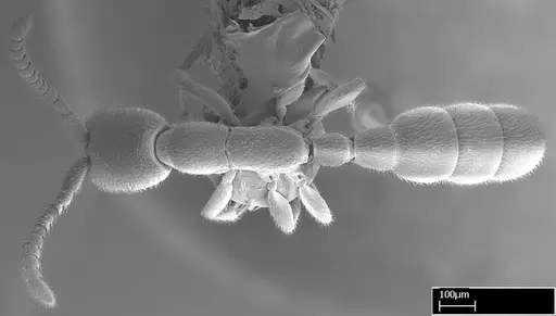 Leptanilloides gracilis - CASENT0234585