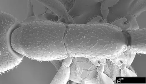 Leptanilloides gracilis - CASENT0234585